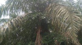 Foto : Tanaman Kelapa Sawit Di Afdeling 2 Kondisinya Tampak Gondrong Dan Adanya Dongkel Anak Kayu Tumbuh Subur Pada Batang Tanaman Sawit.