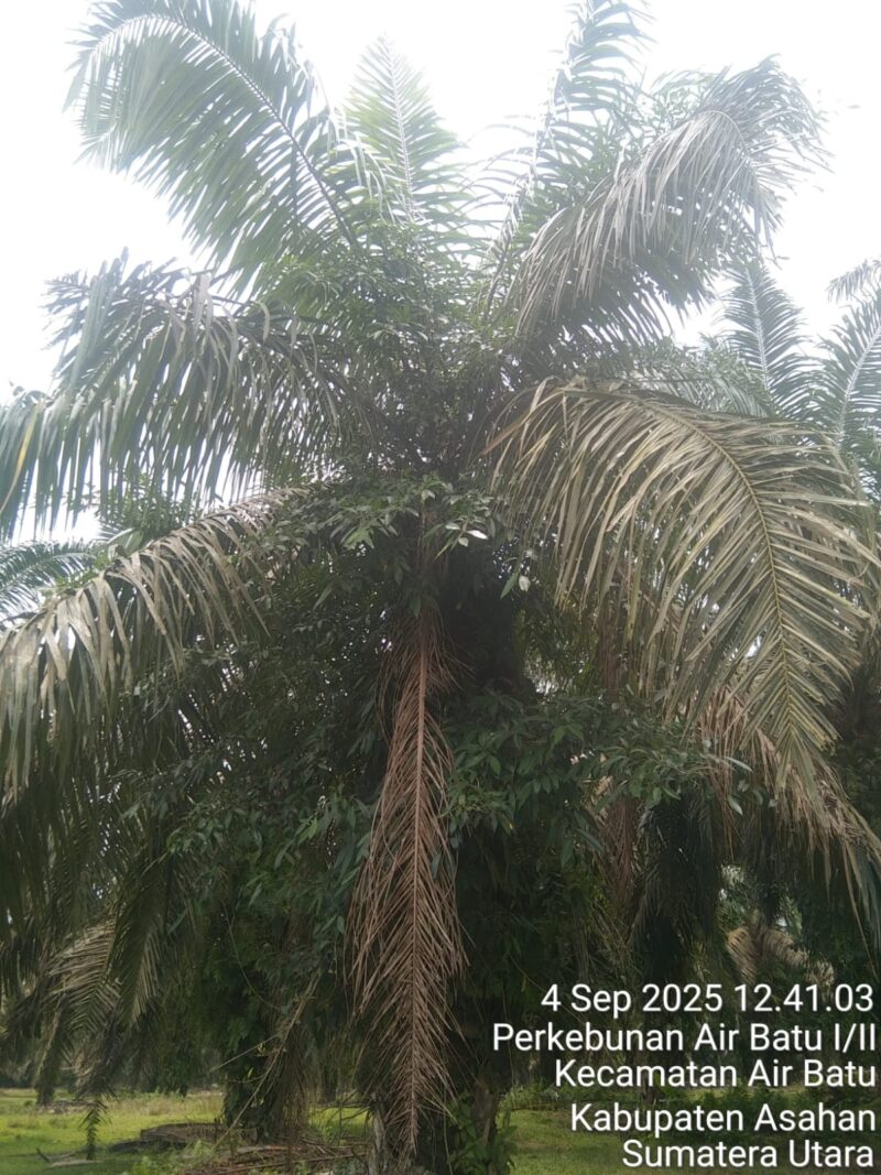 Foto : Tanaman Kelapa Sawit Di Afdeling 2 Kondisinya Tampak Gondrong Dan Adanya Dongkel Anak Kayu Tumbuh Subur Pada Batang Tanaman Sawit.