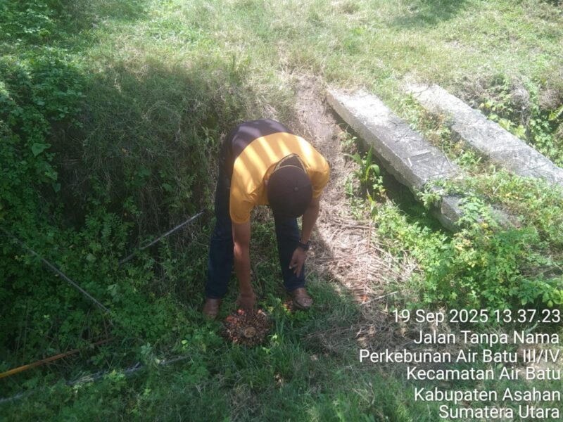 Foto : Tandan Buah Sawit Berserakan Dan Brondolan Dibiarkan, Di Afdeling V, PTPN 4 Kebun Air Batu