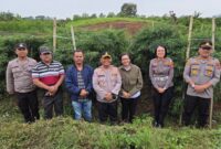Foto : Kapolres Simalungun AKBP Marganda Aritonang Sedang berada di kebun Cabe milik Rando Jawak di Siboras 