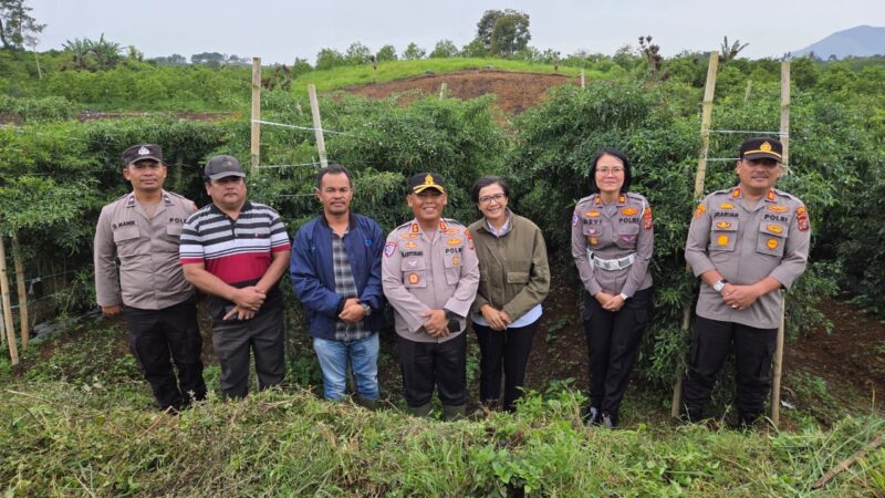 Foto : Kapolres Simalungun AKBP Marganda Aritonang Sedang berada di kebun Cabe milik Rando Jawak di Siboras 