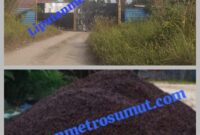 [Foto : Gudang Mafia Inti Sawit Ilegal Masih Tetap Beroperasi 