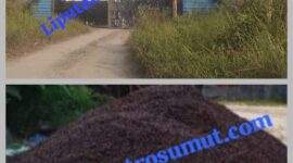 [Foto : Gudang Mafia Inti Sawit Ilegal Masih Tetap Beroperasi 