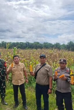 Pemerintah Kecamatan Pulau Rakyat Melaksanakan Panen Raya Jagung Kuartal IV Di Tahun 2025