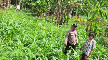 Bhabinkamtibmas Polsek Siantar Utara Tinjau Perkembangan Tanaman Jagung Warga Binaan 