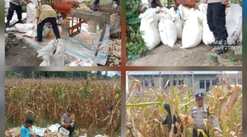 Dukung Ketapang, Bhabinkamtibmas Polsek Siantar Barat Monitoring Panen Jagung Warga Binaan