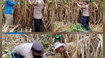 Bhabinkamtibmas Polsek Siantar Barat Panen Jagung Bersama Warga Binaan 