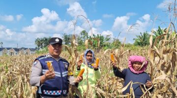 Bhabinkamtibmas Polsek Siantar Marihat Bersama Petani Binaan Panen Jagung 