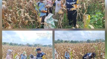 Dukung Ketapang, Bhabinkamtibmas Polsek Siantar Marihat Sambangi Warga Binaan Panen Jagung