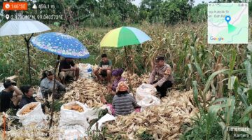 Bhabinkamtibmas Polsek Siantar Martoba Monitoring Panen Jagung di Jalan Hasil Tani 