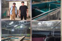 Foto : pertama di atas sebelah kiri Pangulu Bandar tinggi Samsiadi Purba dan Ketua BUMNag Edi, dan beberapa lokasi kolam budidaya pembesar ikan nila. 