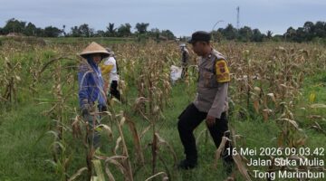 Dukung Ketapang, Bhabinkamtibmas Polsek Siantar Barat HadirBersama Petani Binaan Panen Jagung 