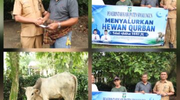 Pemkab Simalungun Serahkan Hewan Qurban kepada Pimpinan Daerah Muhammadiyah Simalungun