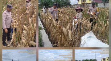 Bhabinkamtibmas Polsek Siantar Selatan Bersama Petani Binaan Panen Jagung 