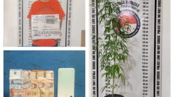 Tanam Ganja Dipot,Polres Pematangsiantar Amankan MH Dari Terminal Ex Sukadame 