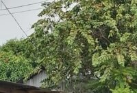 Foto : Markas lokasi yang diduga menjadi transaksi penjualan Sabu. 