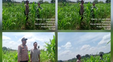 Dukung Ketapang, Bhabinkamtibmas Polsek Siantar Utara Cek Lahan Petani Binaan