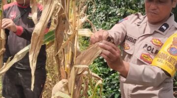 Bhabinkamtibmas Polsek Siantar Selatan Bersama Petani Binaan Panen Jagung