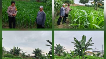 Bhabinkamtibmas Polsek Siantar Utara Turun ke Lahan Jagung, Beri Semangat Petani Hadapi Serangan Ulat Daun