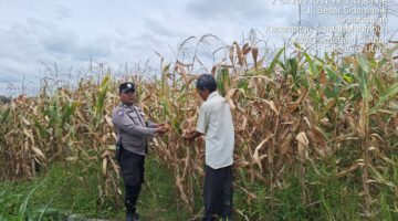 Bhabinkamtibmas Polsek Siantar Marihat Sambang dan Monitoring Lahan Jagung Petani Binaan 