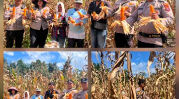 Polsek Siantar Selatan Bersama Petani Binaan Panen Jagung di Jalan Manunggal Karya 