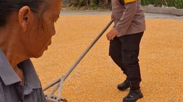 Bhabinkamtibmas Polsek Siantar Selatan Bantu Jemur Hasil Panen Jagung Petani Binaan