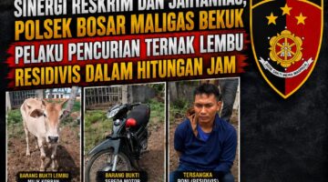 Sinergi Reskrim dan Jahtanras, Polsek Bosar Maligas Bekuk Pelaku Pencurian Ternak Lembu Residivis dalam Hitungan Jam