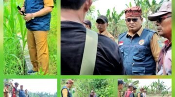 Tingkatkan Produksi Pertanian, Kepala BPBD Simalungun Tinjau Dua Bendung yang Rusak Akibat Bencana Banjir di Kecamatan Ujung Padang