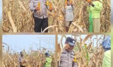 Dukung Ketapang, Bhabinkamtibmas Polsek Siantar Marihat Dampingi Petani Binaan Panen Jagung 