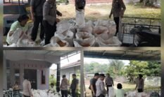 Polsek Siantar Selatan Bersama Petani Binaan Panen Jagung di Jalan Tepian 