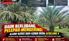 Daun Berlubang, Pelepah Mengering: Alarm Keras dari Kebun Dosin Afdeling V, Manajemen PTPN IV Diminta Turun Tangan