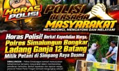 Horas Polisi! Berkat Kepedulian Warga, Polres Simalungun Bongkar Ladang Ganja 12 Batang Milik Petani di Simpang Raya Dasma