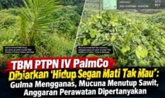 TBM PTPN IV PalmCo Dibiarkan ‘Hidup Segan Mati Tak Mau’: Gulma Mengganas, Mucuna Menutup Sawit, Anggaran Perawatan Dipertanyakan
