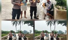 Polsek Siantar Marihat Bersama Petani Binaan Panen Jagung di Hamparan Marihat Jaya