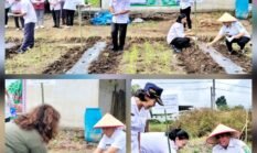 Jaga Ketersediaan dan Pasokan Cabai, Pemkab Simalungun Laksanakan Gerakan Tanam Cabai Merah Serentak